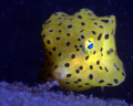 A Yellow box fish pouts for the camera while seemingly sucking up sediment from a wooden plank