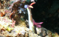 A Nudibranch reaching for food...lovely!