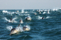 daily cavalcade during sardine-run (south Africa)