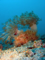 Antennarius striatus - Striped frog fish