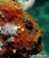 Frog fish in Veracruz (Cabomex)
Canon G12 Ikelite housing. Ikelite DS161 strobe (only one). TTL