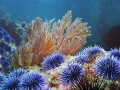 Gorgonian and Urchins at the northern Santa Barbara Channel Islands