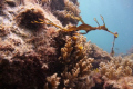 leafy seadragon