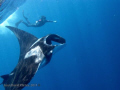 Snorkeling with giant mantas. San Benedicto Island, Revillagigedo, Mexico.
Canon G12 Ikelite housing. Natural light.