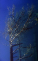 Underwater tree II