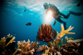 Diver highlighting the coral reef.