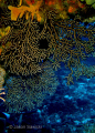 Interesting and beautiful coral formations in Cozumal at a site named Palancar Caves. The site is part of the overall Palancar reef system so famous in Cozumel. This photo was taken in about 90 feet of water upon exiting one of the swim throughs..