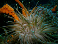 Many anemones on the Cozumel reefs make great Macro subjects.