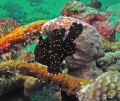 Frogfish (Juvenile).  Taken at Puerto Galera, Philippines, April 2011.  Frogfish was sitting on the railing of a wreck