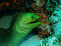 Photo taken of green moray on el cedral reef Cozumel.