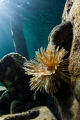 Only managed 1 shot of this tube worm before it disappeared into its home. Freediving in Roatan Honduras. Canon 7D Tokina 10-17mm in Ikelite housing with 8'dome.