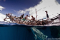 resident whaleshark from Cenderawasih bay vertically feeding