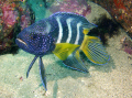 Eastern Blue Devil fish. 
Photo taken at Jervis Bay on the New South Wales coast.
Depth 22 metre.
Photo taken with a Sea & Sea DX1g