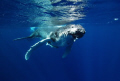 1 second to impact with a 4 tonne baby Humpback Whale. Ouch!