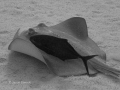 Stingray with a buddy was right under the boat in 50 ft of water upon descent. Black and White photo