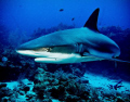 Close encounter with a Caribbean reef shark in Roatan