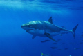 Great White lounging off of Gaudalupe Island.