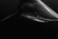 A bronze whaler photographed of Umkomaas/Aliwal shoal in South Africa.
Nikon 2DX, aquatica housing, Hartenberger strobes
