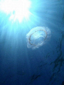 I shot this picture free diving from my paddle board in Delray Beach, FL.   There were thousands of these moon jellies in the water.