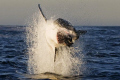 This Great White took a bite at a decoy seal during a trip to Seal Island ouside of Simon's Town; Another took a bite some minutes ago and around the cage a 4,5m shark circled for about 2 hours.