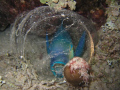 On a night dive I found this Parrot fish wrapped in its mucas bubble for the night.  The flash didn't wake him either.