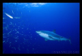 White Shark, Guadalupe Island Sept 2011