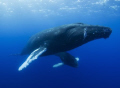 While this momma humpback and her calf while remained motionless at 60' deep, I freedove to 60' deep to photograph them. It was amazing they didn't care about me!. I use a Subal Housing with a Nikon D70, a Tokina 10-17 and a 1/125, f/5.6 ISO 200