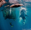 resident whalesharks of cenderawasih bay vertically feeding ikan puri from the fisherman's bagan