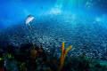 Bait ball against a backdrop of deep blue sea and sun rays