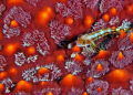 Red on Red.  A juvenile sandperch on fire urchin.  Galapagos Islands.