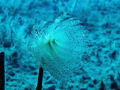 A spiral tube worm taken at 35m under water on the wreck of the ss cricket near Larnaca Cyprus.