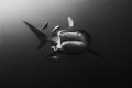 A TIGER SHARK WITH ITS ENTOURAGE, PHOTOGRAPHED OF UMKOMAAS, ALIWAL SHOAL, SOUTH AFRICA