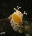 Creatures of the deep battle over a tasty soft coral.
Basket star in the background, Orange peel Nudibranch in the foreground, both dinning on a soft coral.
Canon g9,  Nikonos strobe, 70 ft. Poriler Pass, the Salish Sea