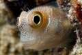 Little blenny, 100mm + stacked lense  +10 subsee and +6 inon