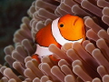 False_Clown Anemonefish shot off Tulamben.