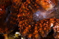 Mars Rock - A bright coral shot in macro. Straight out of camera with no post processing.