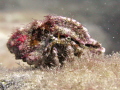 Hermit Crab taken at Roncadores Del Faro in the canaries (Tenerife)
canon G9 camera with macro lens