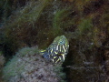 Map Turtle hiding in weeds - Shot with compact DX1G at San Marcos Aquarena Springs, Texas