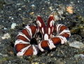 Wunderpus retreat.