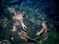 These 2 channel crabs look like they are fixing to see who's the fastest claw on the reef.