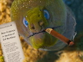 This is a creative image that I produced in Photoshop. The original shot is an undulating eel off Maui, and I photographed a cigar, creating the smoke and news article in Photoshop.