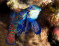 Mating mandarinfish were taken on a dusk dive in Lembeh Straits. These shy fish began their mating ritual just as it gets dark.