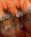 Eyes of Scallop super close