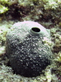 A Close-up of a sponge taken at Ronc Del Faro at 15m. Poor vis 
Canon G9 with WP DC21 housing.no artificial light