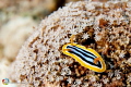 Pyjama Slug (Chromodoris Quadricolor)
Found in egypt brother islands 2010