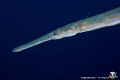 Bluespotted Cornetfish (Fistularia commersonii) found in Egypt Big Brother