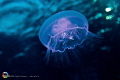 Jellyfish by Daedalus Reef - Red Sea