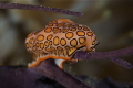 Flamingo tongue peering out me.