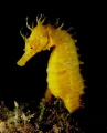 Sea horse Hippocampus guttulatus by night-