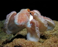 Octopus on the hunt, night dive at the Frederiksted Pier, St. Croix, US Virgin Islands